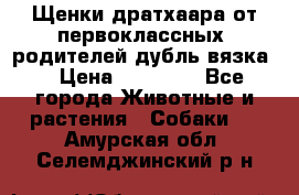 Щенки дратхаара от первоклассных  родителей(дубль вязка) › Цена ­ 22 000 - Все города Животные и растения » Собаки   . Амурская обл.,Селемджинский р-н